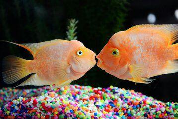 两只鱼的爱情故事,感动
