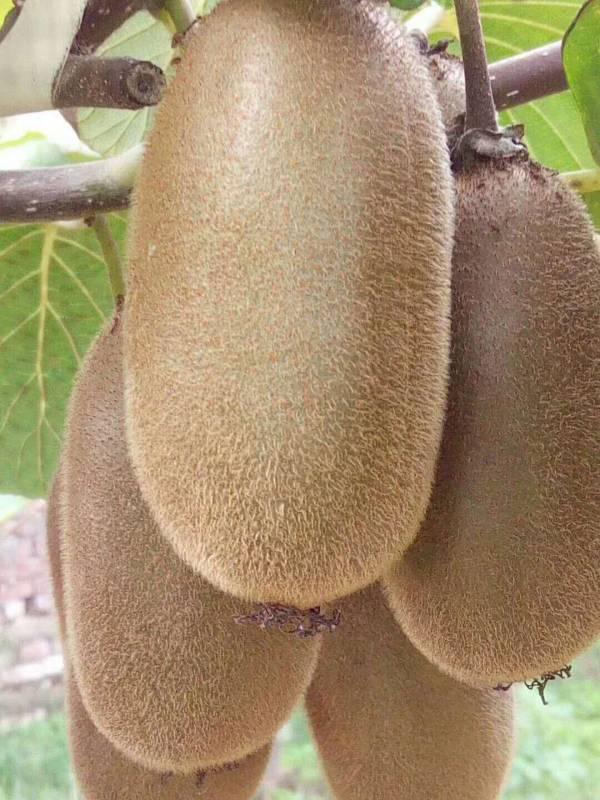 周至新品种猕猴桃交流!金福猕猴桃