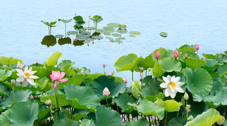 七政四余运势 | 2018年7月星象预告:水逆来了,日