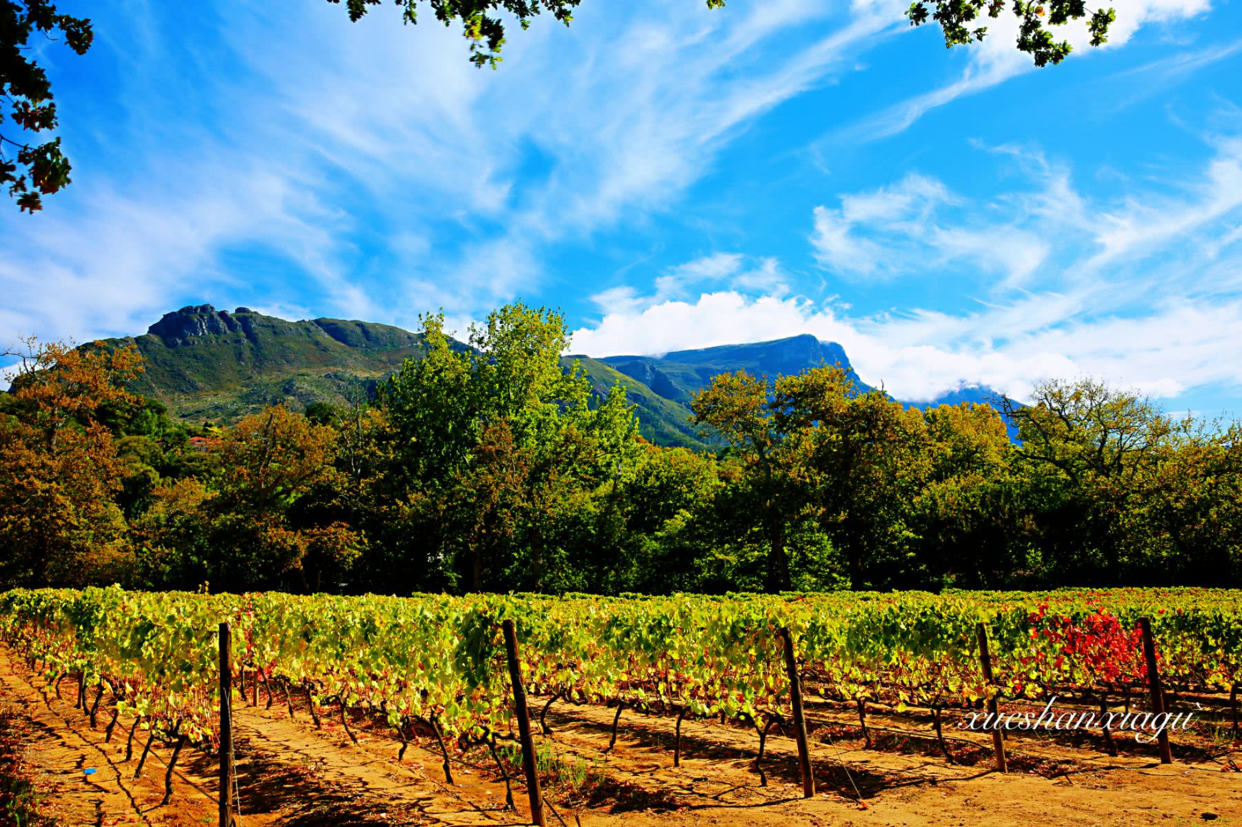 非洲最古老的葡萄酒庄，拥有三百多年历史，一瓶酒可以换一辆车