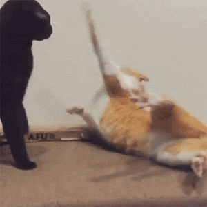 从两只猫咪打架的慢动作中发现,橘猫这回输的体无完肤