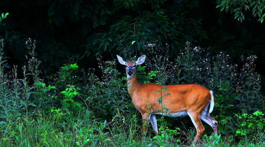 ��Щ�������ȫ�Ķ���, ʵ�������Σ�յ�