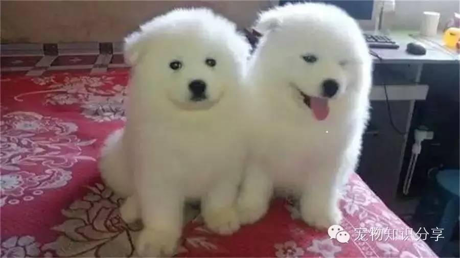 狗狗吃坏东西拉肚子怎么办?