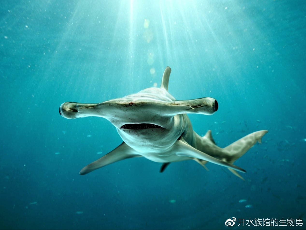 《历史生物学》：神秘巨齿鲨的身体形态仍然处于猜测的范畴 - 化石网