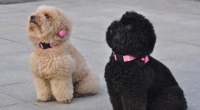 泰迪犬怎么打疫苗?自己可以给狗狗打疫苗吗?