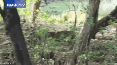 老虎从树上抓了一只猴子下来玩,它到底吃不吃猴子呢?