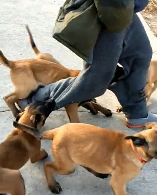 一窝小马犬合力要扒主人裤子,踢都踢不开,主人气的都笑了!