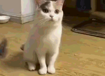 壁纸 动物 狗 狗狗 363_263 gif 动态图 动图