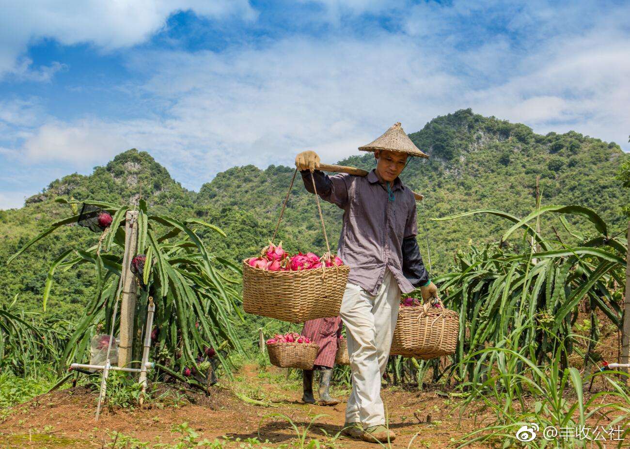 淇县：三维机制促发扬 电商赋能富村庄