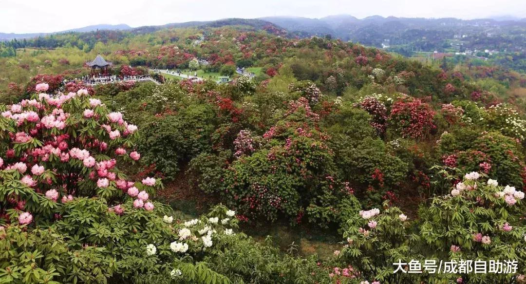 100万亩杜鹃盛开的世界天然花园, 就在成都隔壁, 坐高铁就能到!