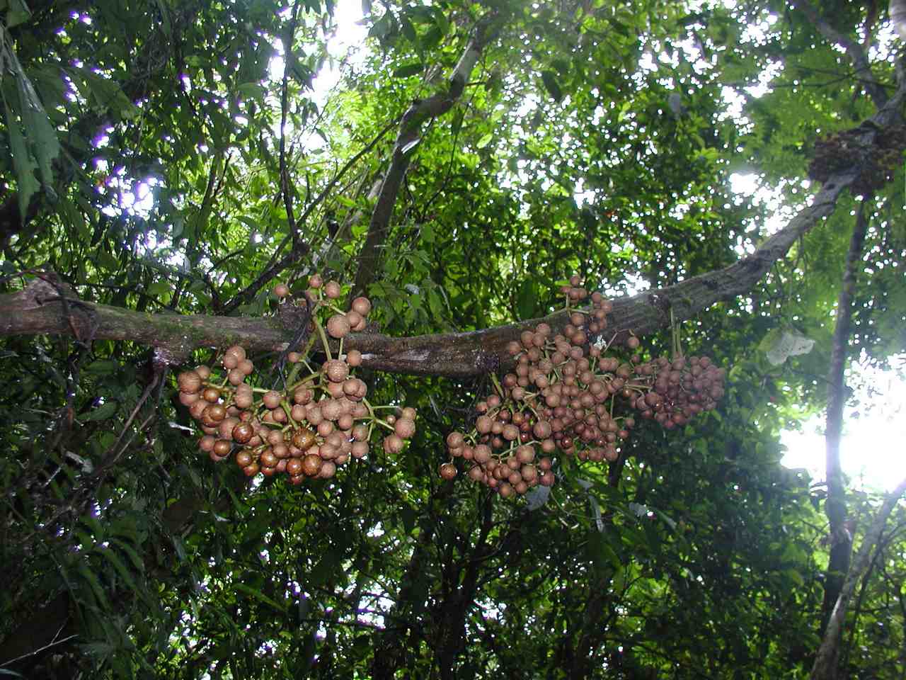 深山里一种奇特植物，人称“过江龙”，果实像葡萄，还能祛风湿