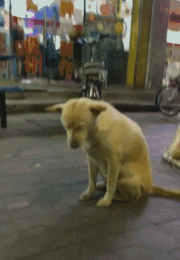 这只狗狗帮自己的主人看摊子,看着看着就睡着了!