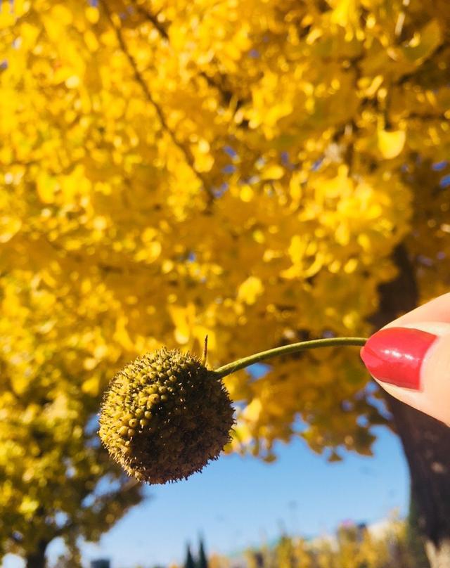 实时拍摄:北京通州郊区银杏美得不像话,让人心