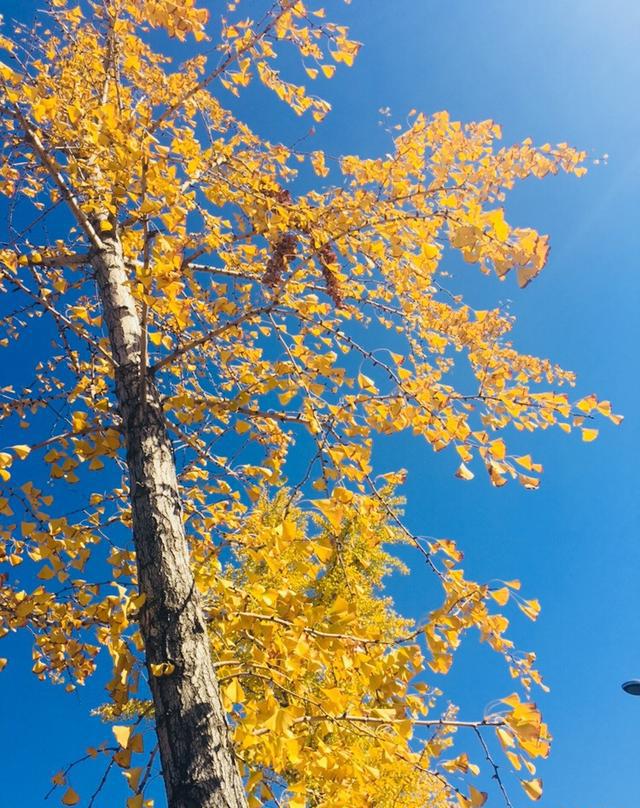 实时拍摄:北京通州郊区银杏美得不像话,让人心