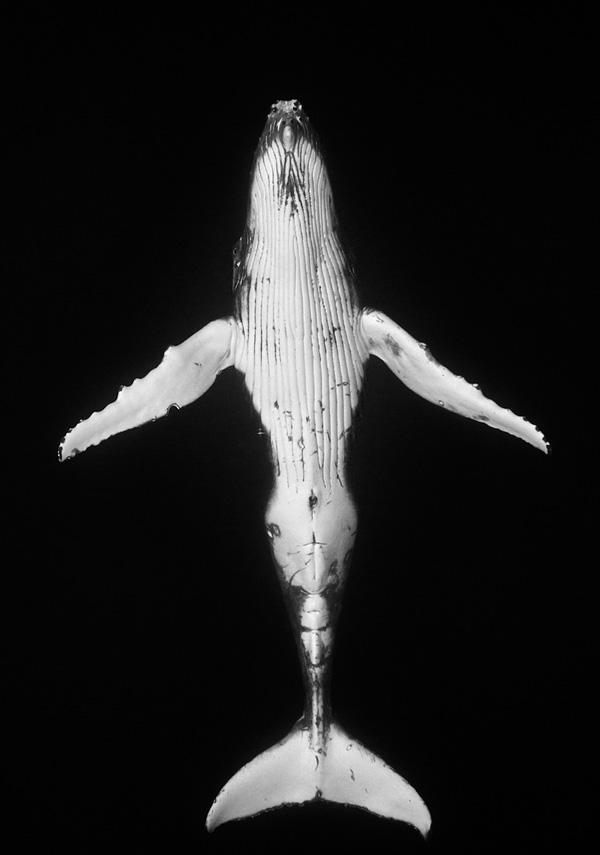 温和的巨人座头鲸,Jem Cresswell黑白摄影作品