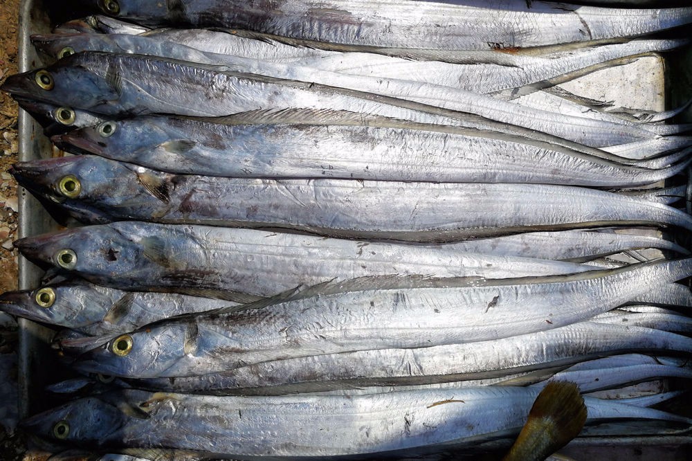 怎么样挑选带鱼 cd3a-harvfht6564741.jpg