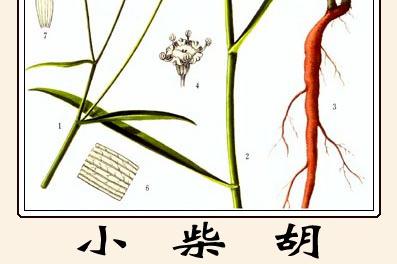 看完才知道，小柴胡颗粒竟然这么好用！