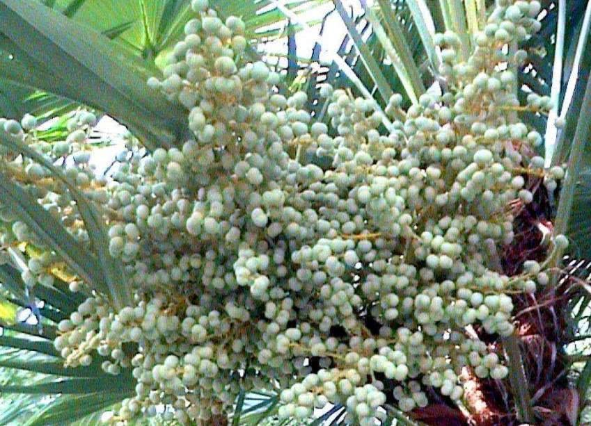 抓一把就上百颗,生果不能碰,煮熟却是美味小时