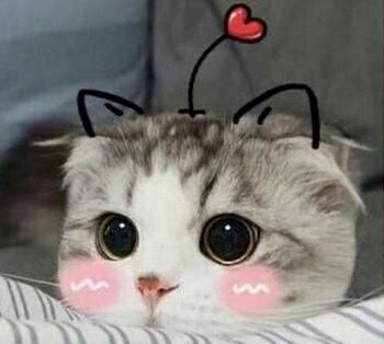 盘点喵星人的经典表情包: 第四个扎心 最后一个怼人