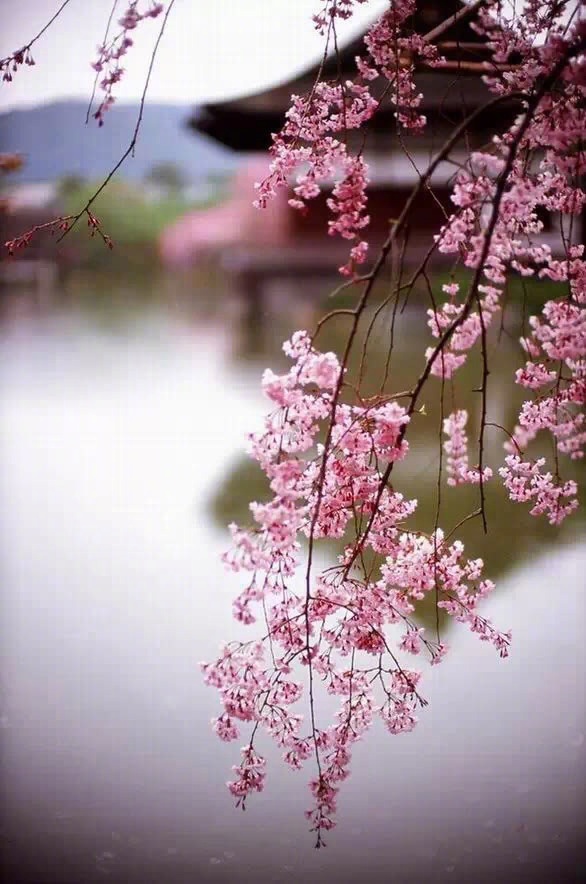 江上桃花流水,天涯芳草青山.