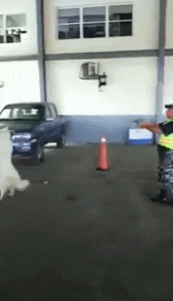 搞笑gif:我比较羡慕扛摄影师的小伙子