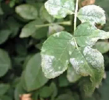 月季出现白粉病，这么处理最靠得住的