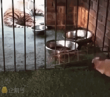 爆笑gif图:弹琴的妹子最怕