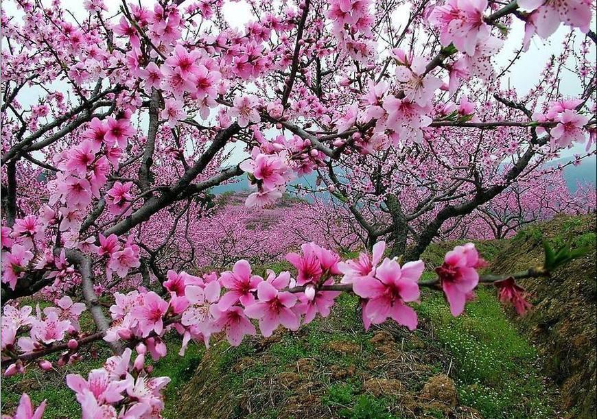 桃花在雪山,高原,湖泊的映衬下格外美丽,简直和陶渊明笔下描述的桃花