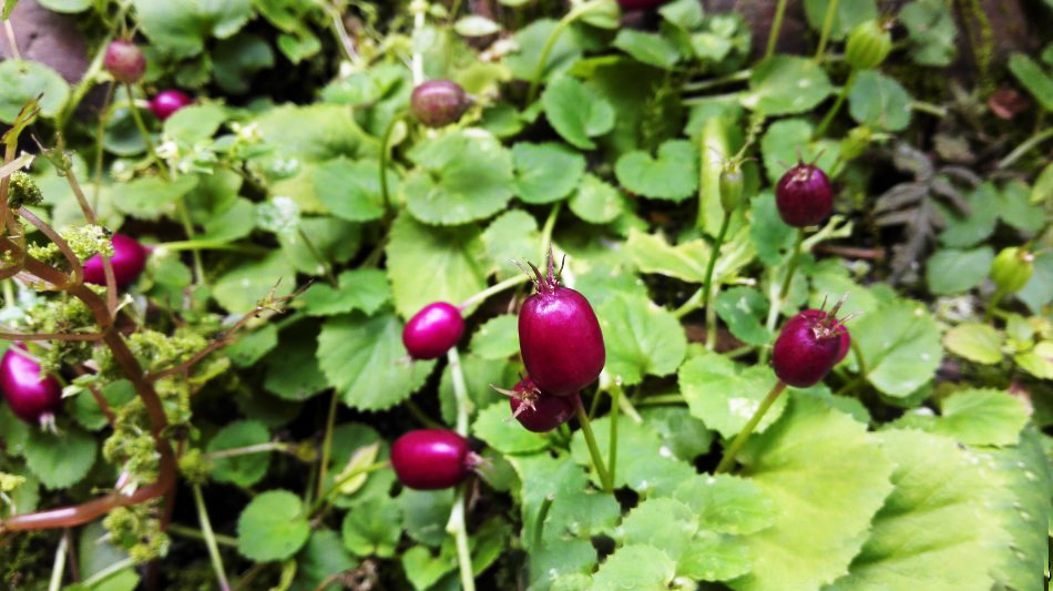 草丛里的紫色野果形似鸡蛋人称地茄子是治风湿良药