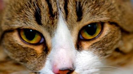 琥珀色眼睛的猫有着狼一般的能力,快去看看你们家是不