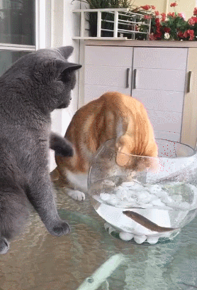 橘猫想吃鱼缸中的鱼,蓝猫却拦着不让吃,蓝猫:非想让我