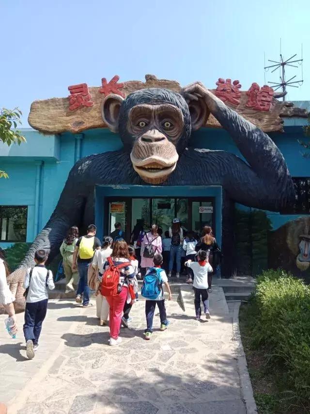 高新新徽学校走进野生动物园,探索神奇大自然