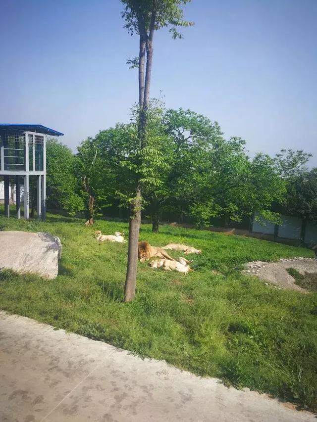 高新新徽学校走进野生动物园,探索神奇大自然