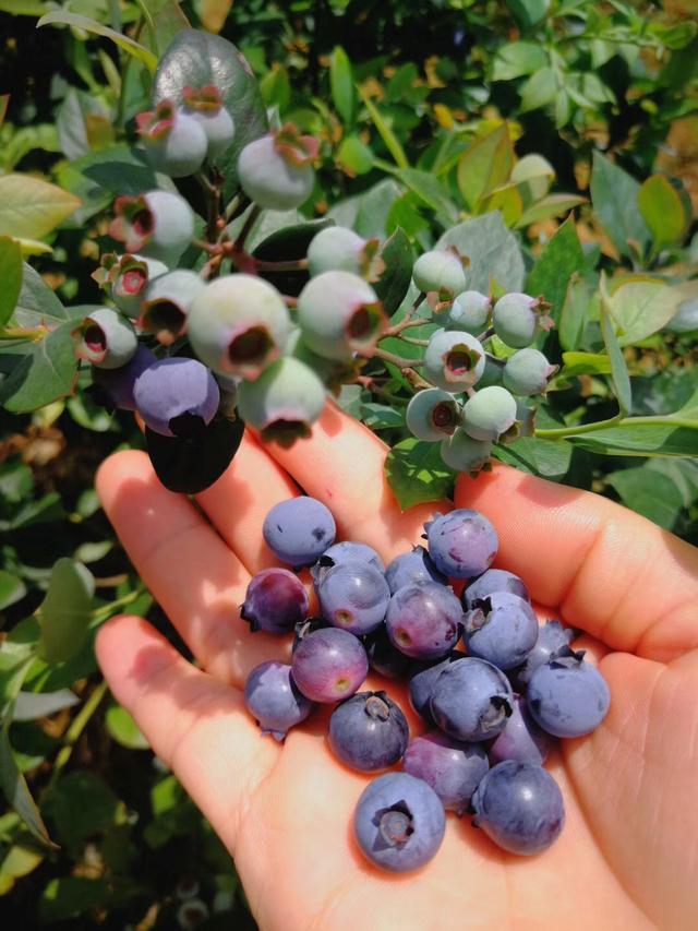 世界水果之王--蓝莓,阳山百花山农场最全最强采