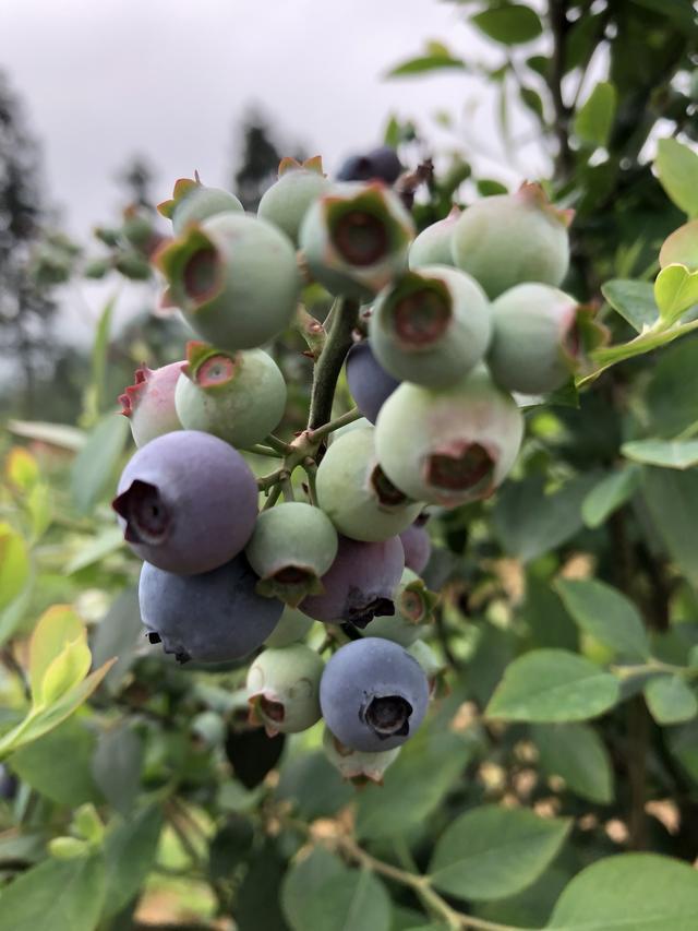 世界水果之王--蓝莓,阳山百花山农场最全最强采