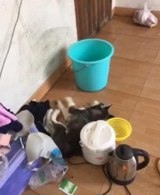 哈士奇突然口吐白沫四肢抽搐把主人吓坏了,你