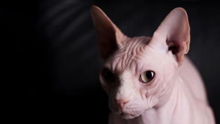 每日一猫:无毛猫