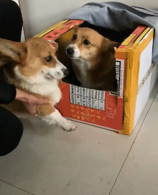 这不一只继承铲屎官怕老婆优良传统的狗狗,在自己的老婆生了小狗崽崽