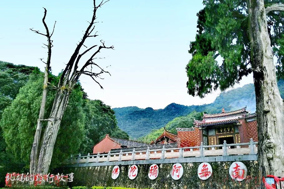 广东古寺千年生死树至今屹立不倒 屋顶无一片