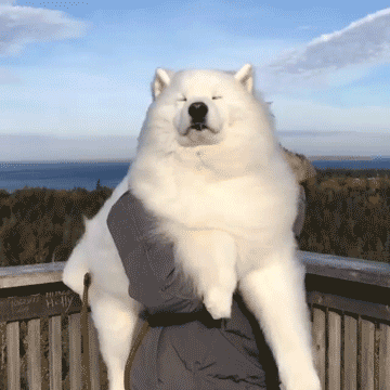 壁纸 动物 狗 狗狗 猫 猫咪 小猫 桌面 360_360 gif 动态图 动图