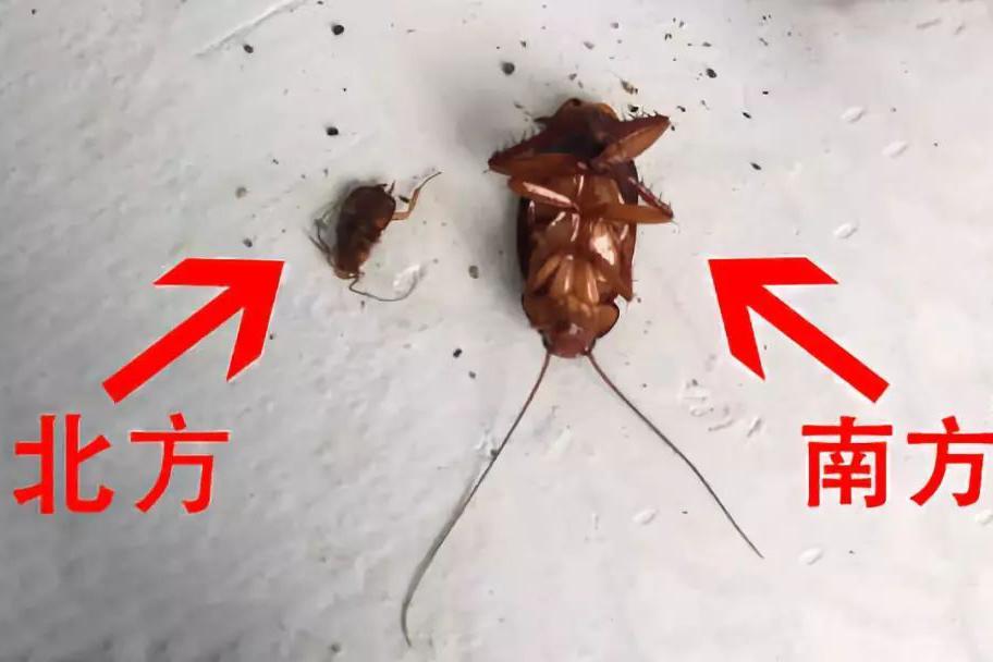 1米8的北方汉子没见过南方的蟑螂,隔着屏幕都被吓出猪叫声~