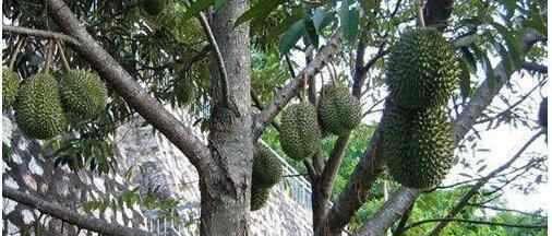 榴莲为什么这么贵? 看完你就明白了