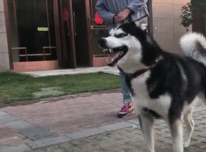宠物哈士奇:你不害怕吗? 我吼你,我吓你,我汪汪叫……你过来啊!