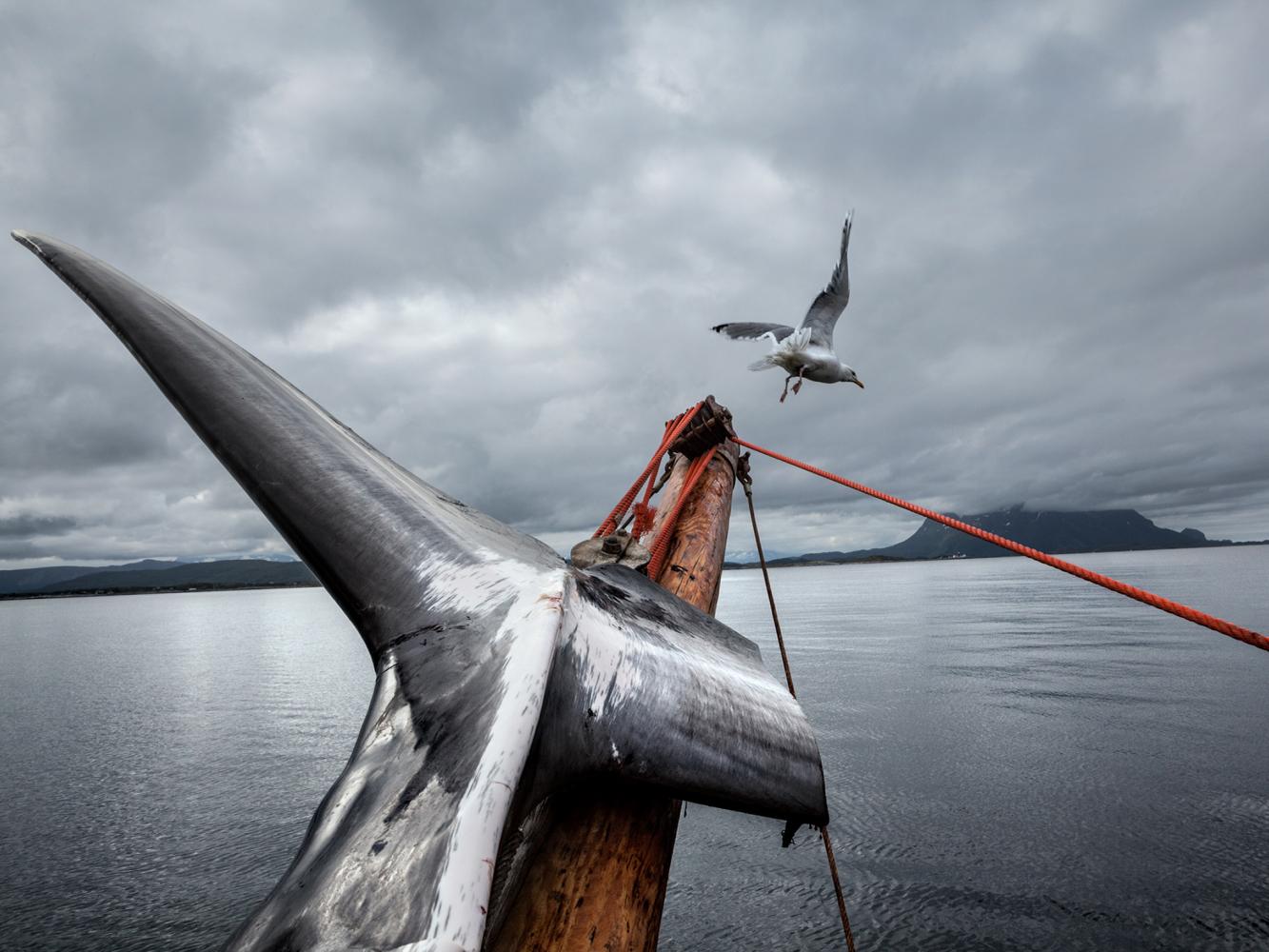揭开日本时隔31年重启商业捕鲸背后的利益链