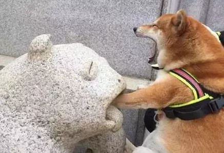 那些神宠们:这样睡觉脊椎也不疼了