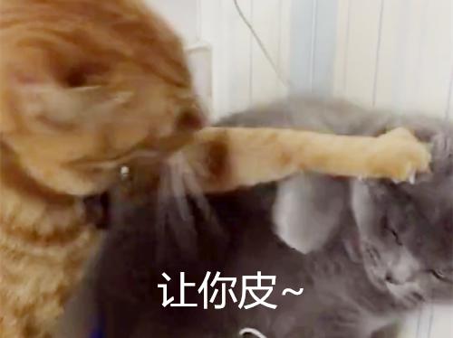 突遭橘猫锁喉蓝猫表情懵圈铲屎官一旁差点笑岔气