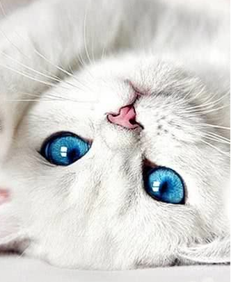 请善待这种蓝眼睛的猫咪