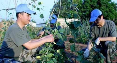 中国维和部队在非洲种菜, 其他国家部队只能干