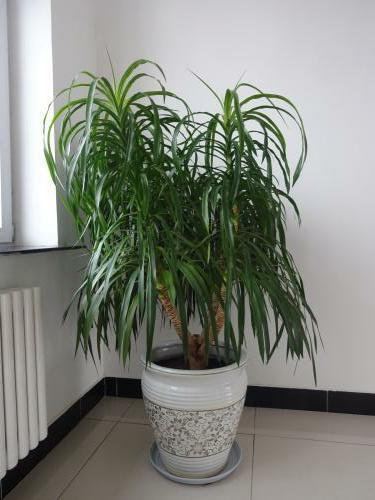 龙血树好处真不少,家里养一盆,好运长随!