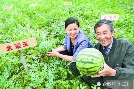 不想打工了,在农村有什么好的发展项目值得推
